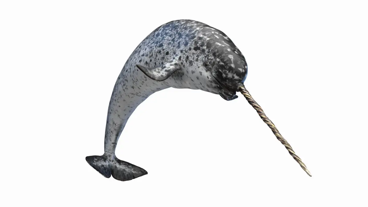 Narwhal Animated 3D model