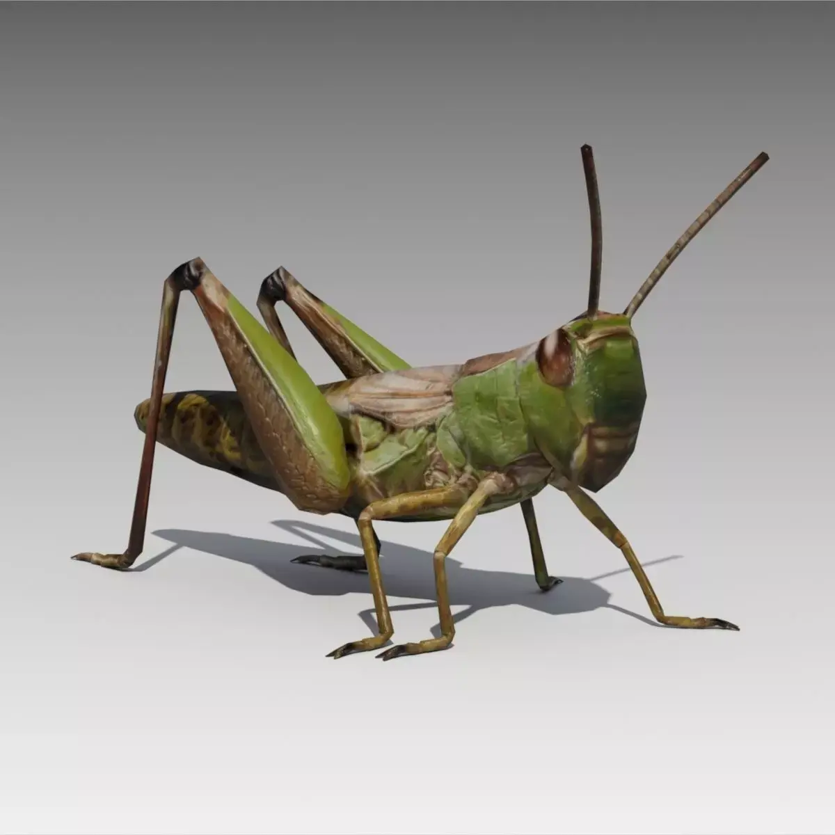 Grasshopper Animated Low-poly 3D model