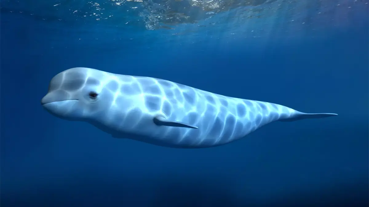 beluga dolphin lowpoly nature wildlife underwater arctic 3D model