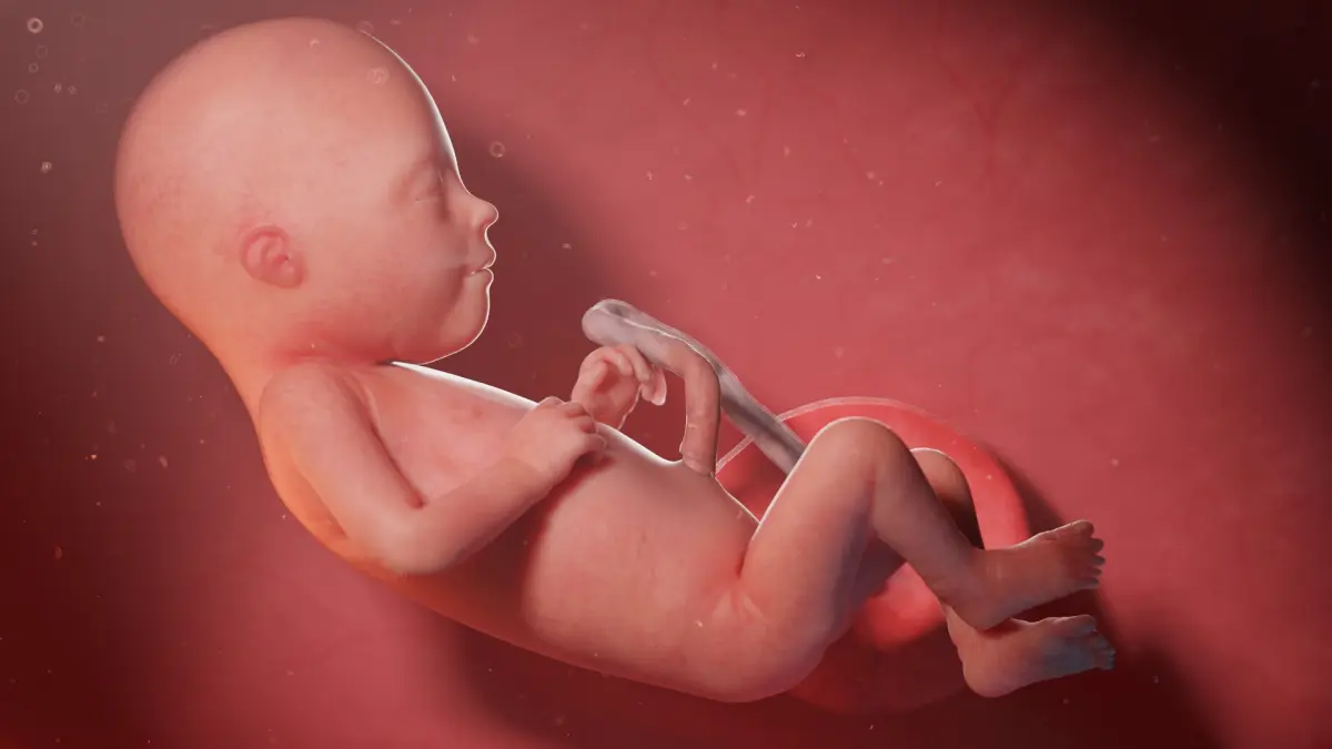 Fetus Anatomy Week 21 Static 3D model