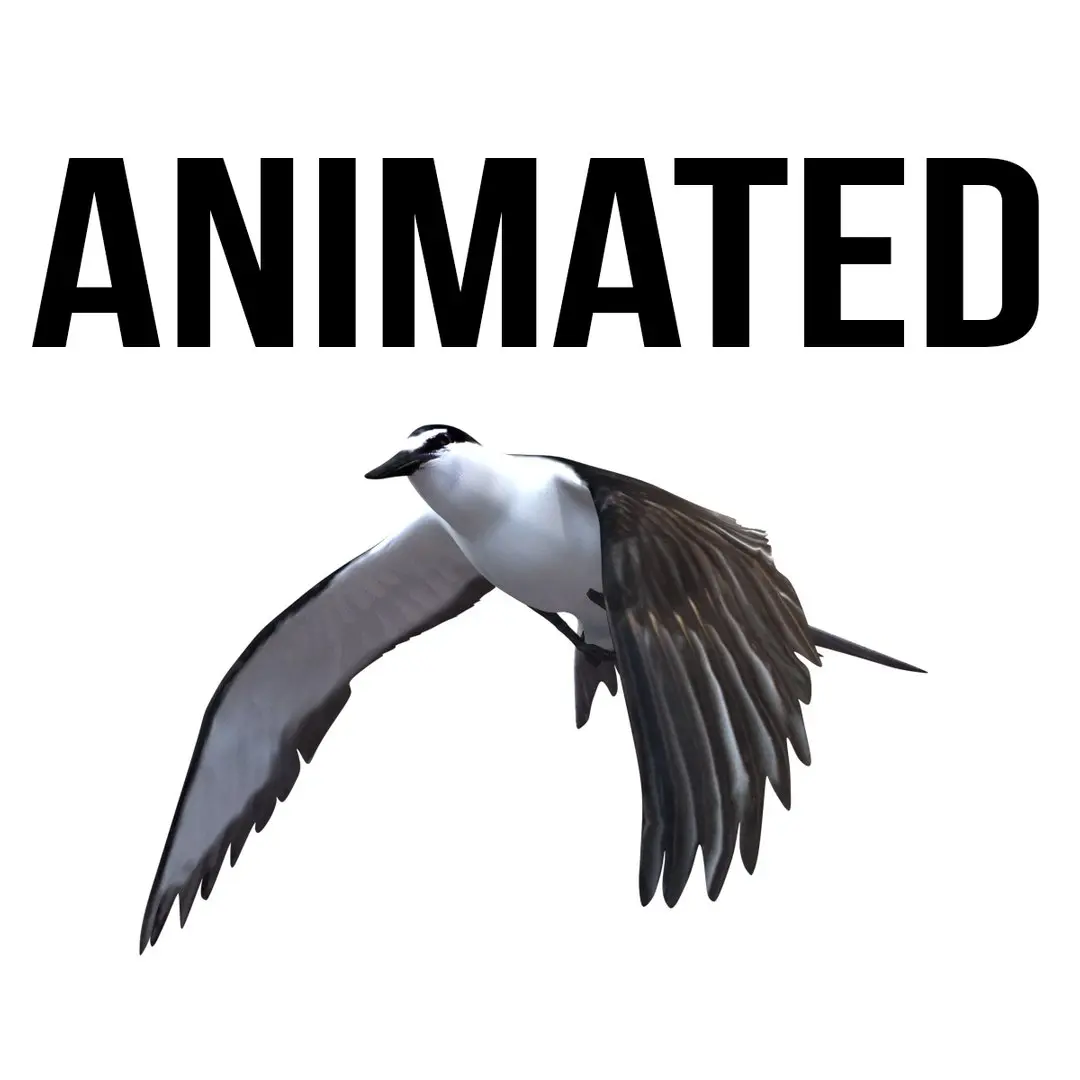 Bridled Tern 3D model