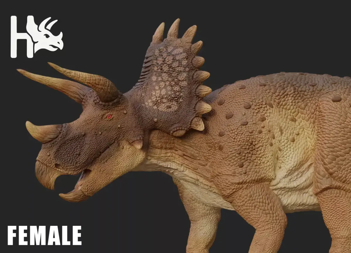 Triceratops Low-poly 3D model 4