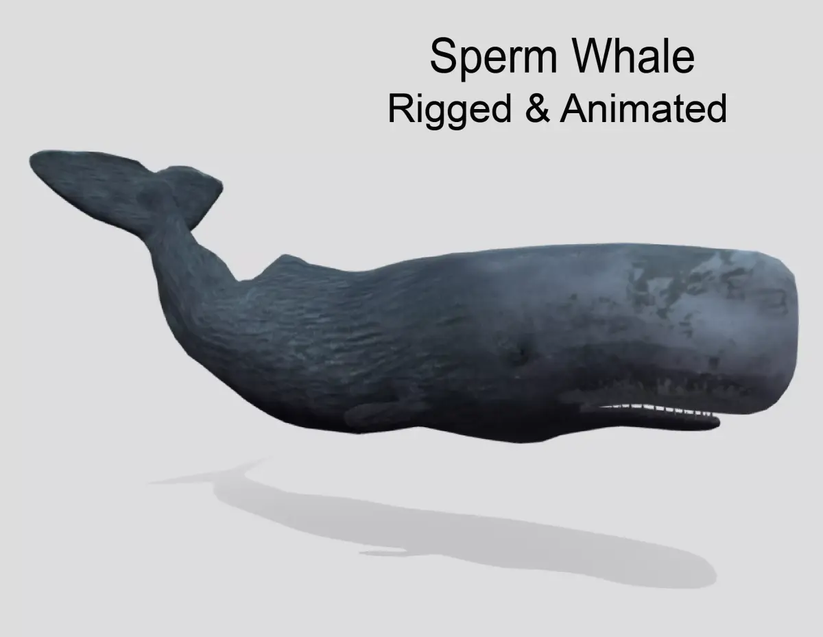 Sperm Whale Low-poly 3D model purchase