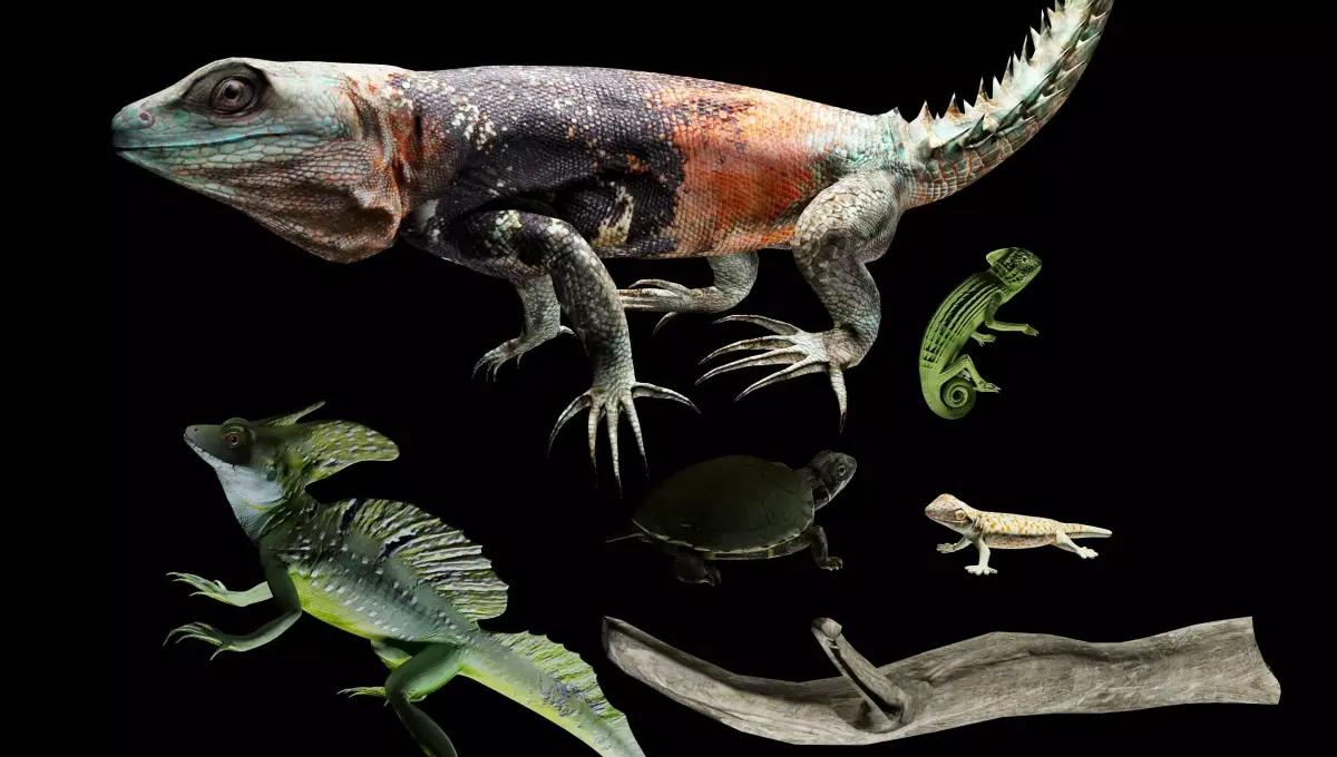 Reptile collection Free 3D model