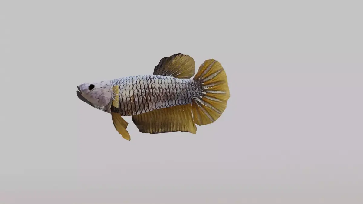 Betta Fish 3D model buy
