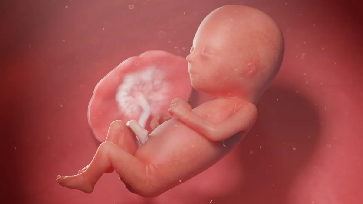 Fetus Week 15 Animated 3D model