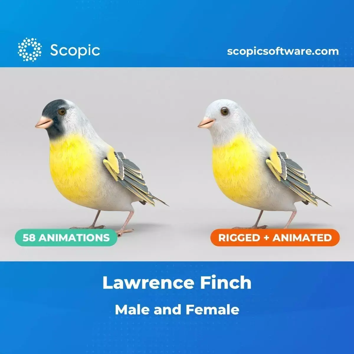 3D Bird Pack Lawrence Finch Male and Female Low-poly 3D model  Low-poly 3D model