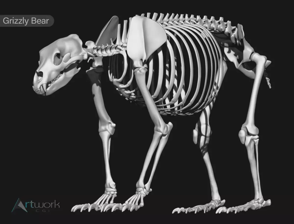 Grizzly Bear skeleton 3D model
