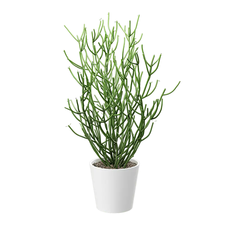 Pencil Cactus Succulent Potted Plant Model  buy
