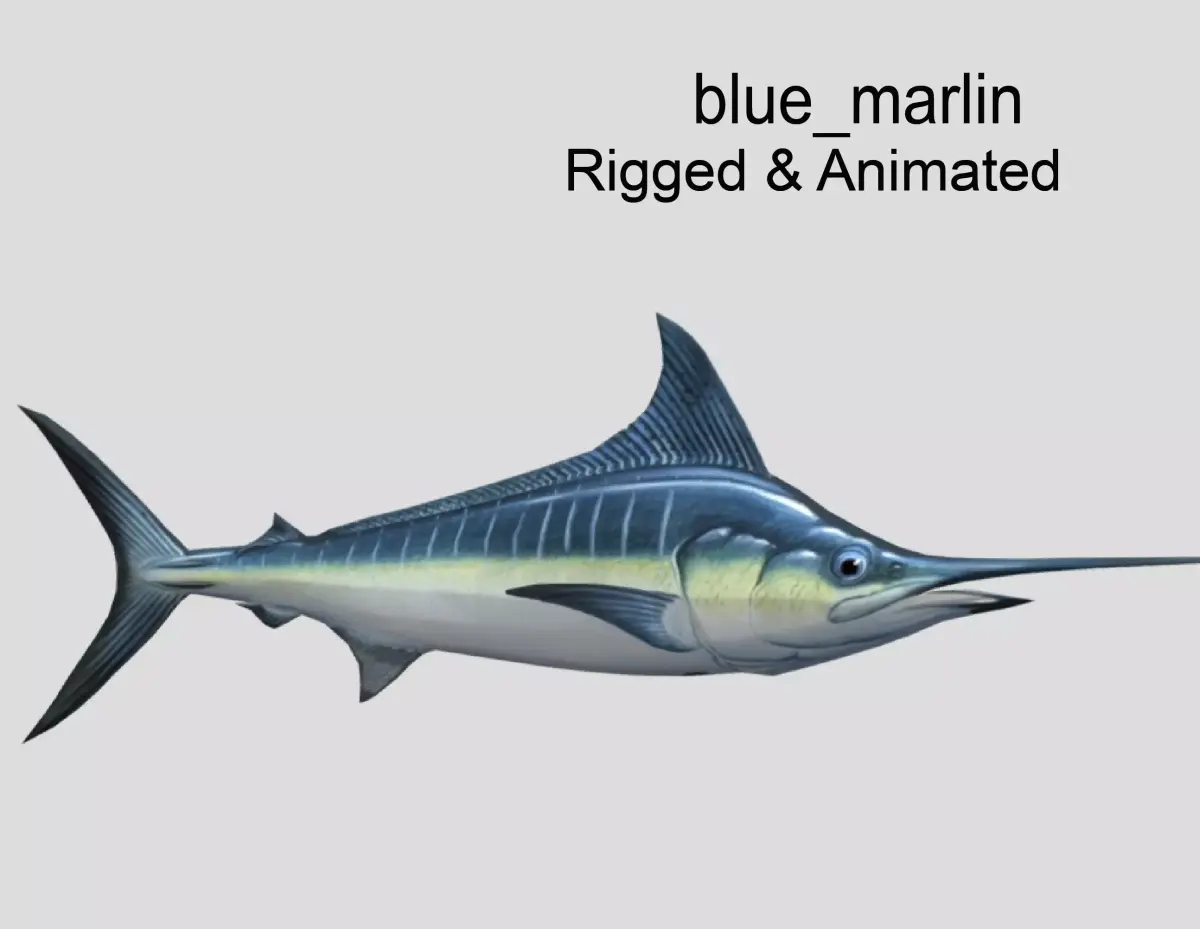 Blue Marlin  Realistic Animated Low-poly 3D model