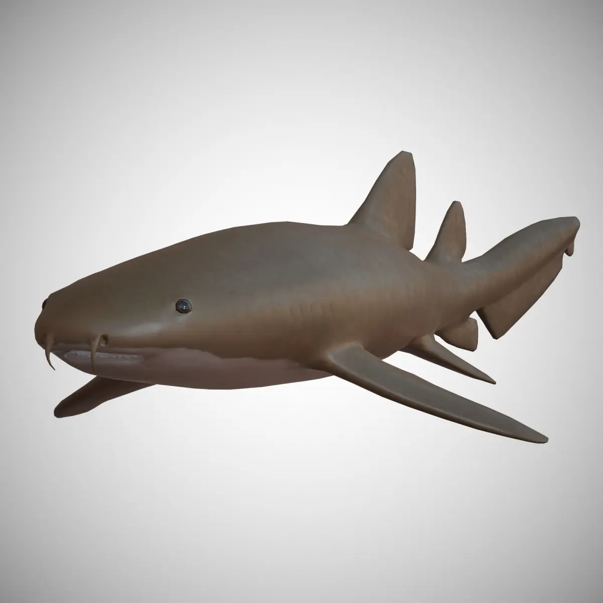 Nurse Shark Low-poly 3D model purchase