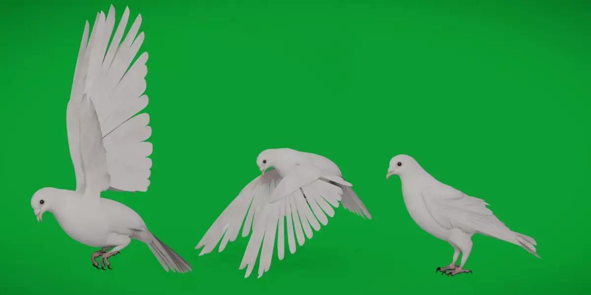 Dove Bird Low-poly 3D model
