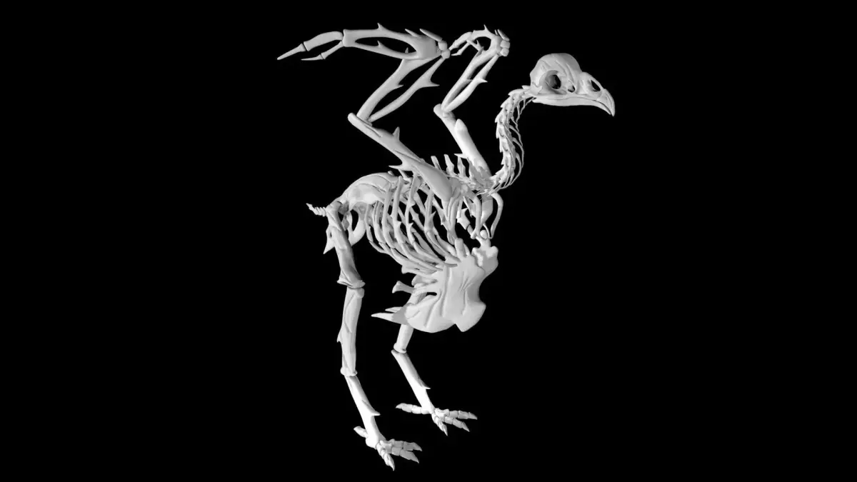 Chicken skeleton Low-poly 3D model