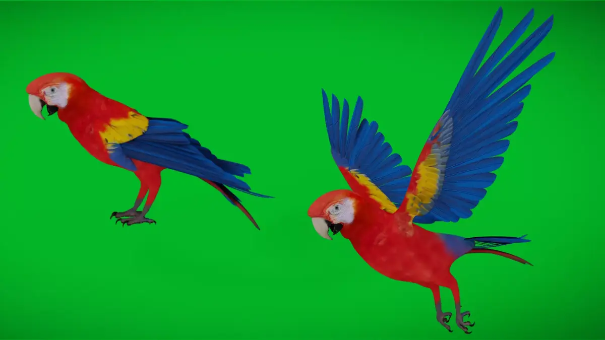 Scarlet Macaw Parrot  Low-poly 3D model