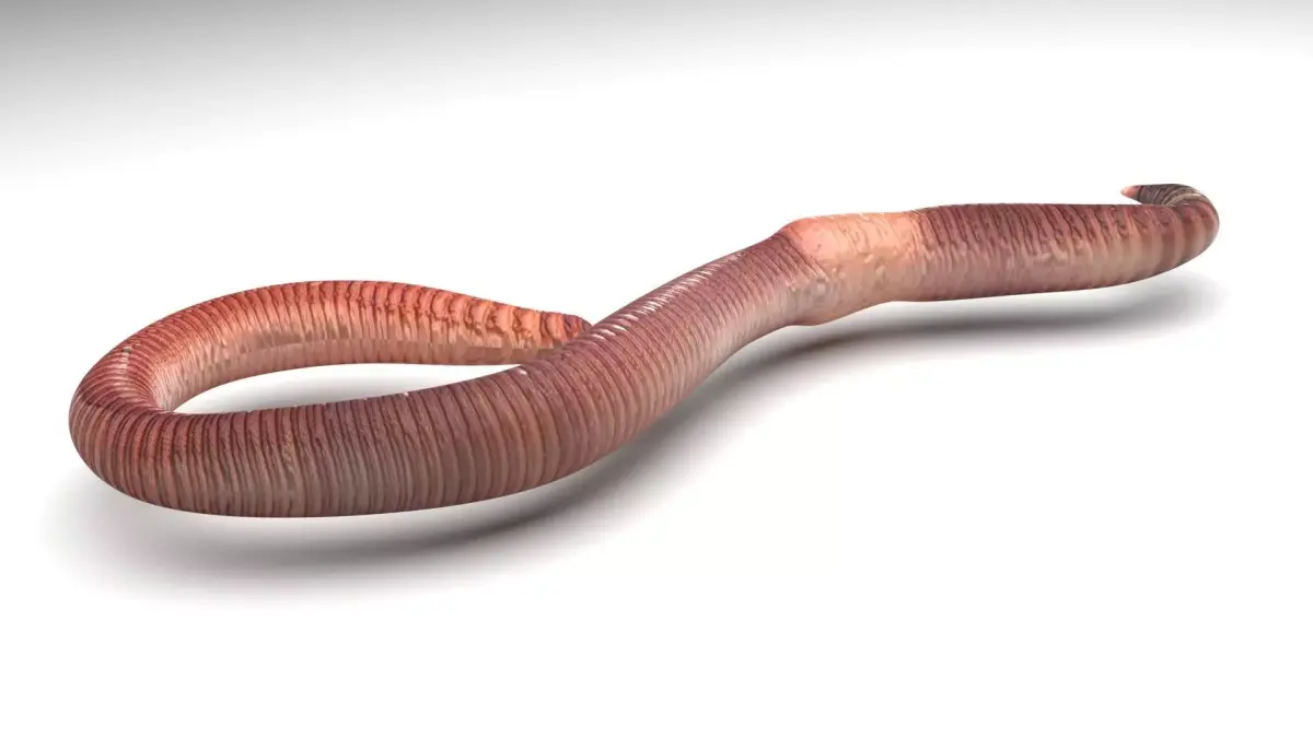 Earthworm 3D model buy
