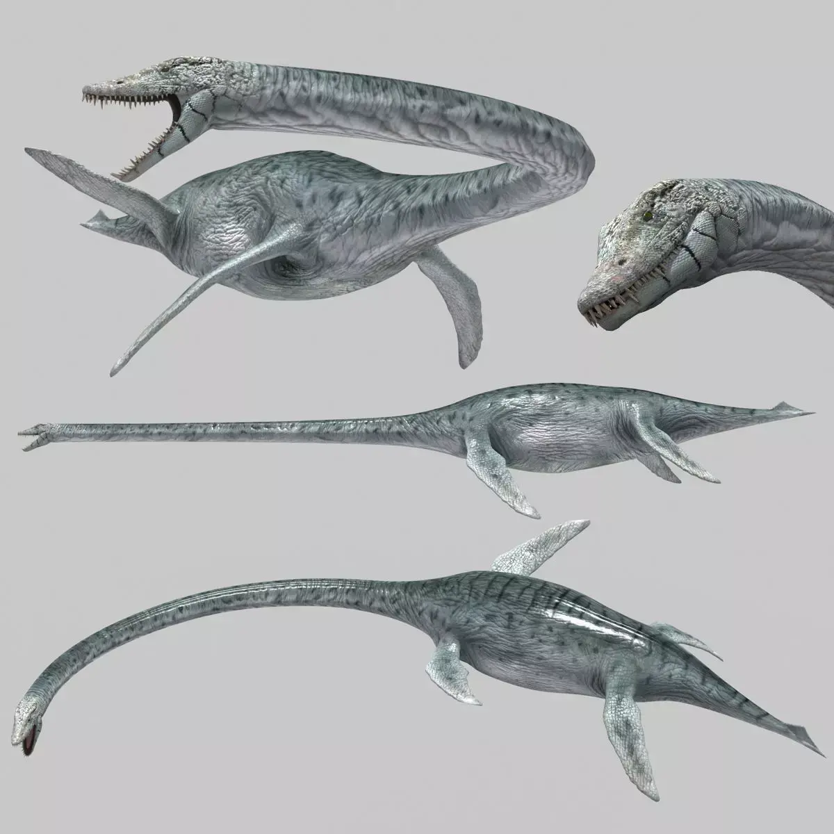 Real Plesiosaur Elasmosaur - 8K 3D model