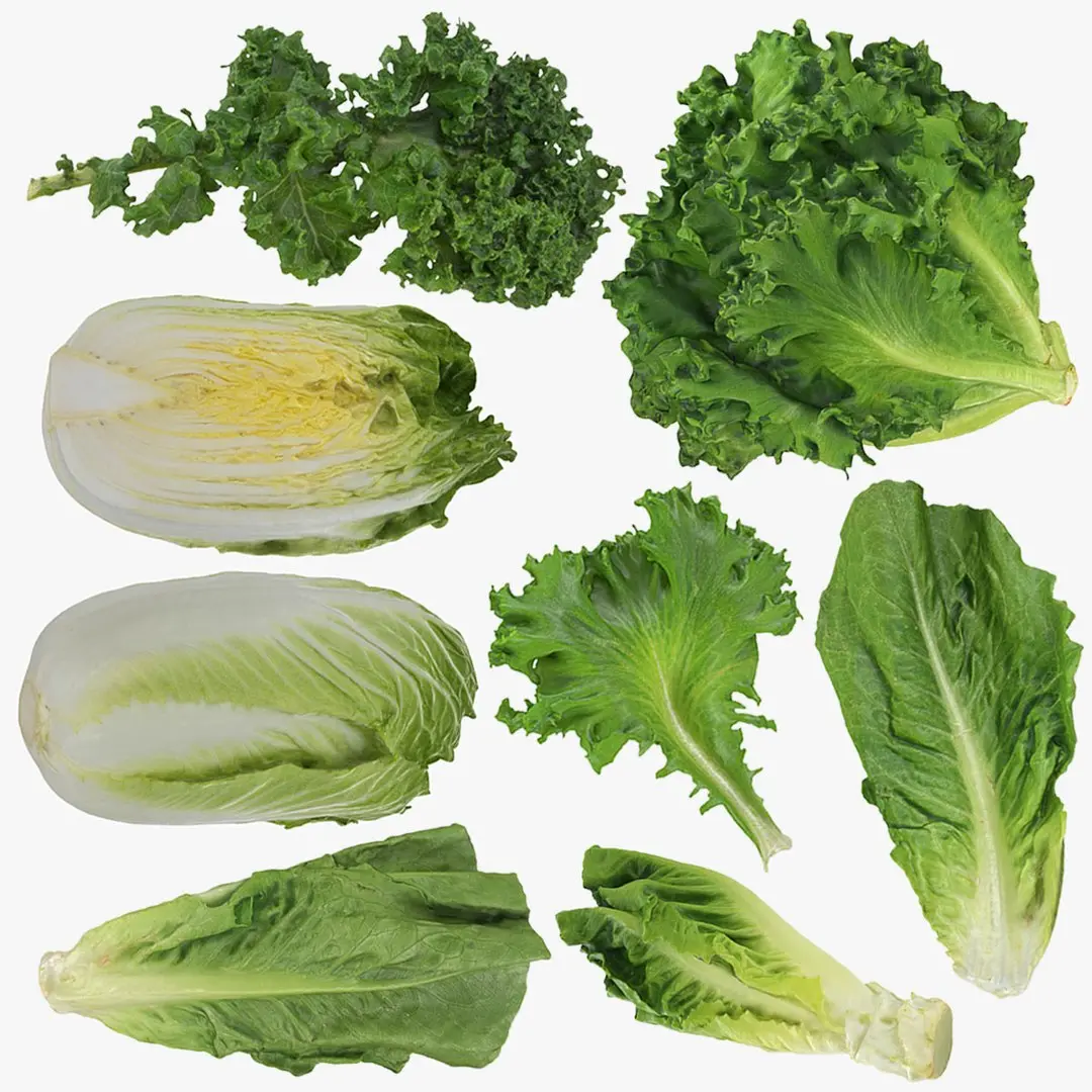 Lettuce Collection 2 3D model