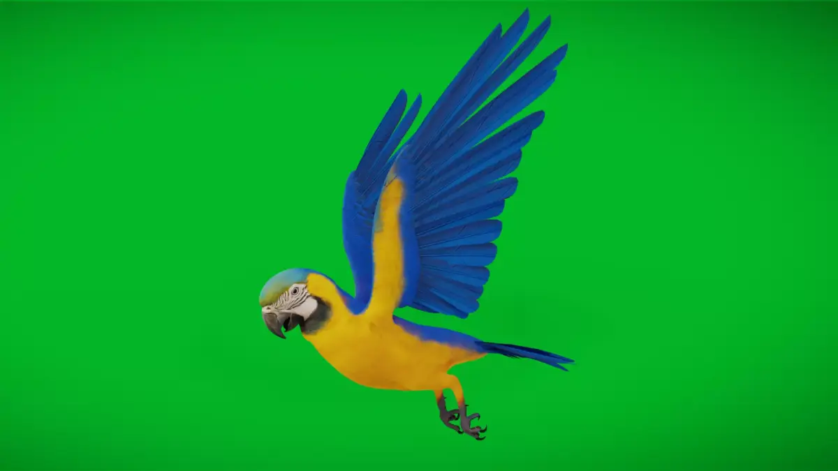 Macaw Ara Parrot Bird Low-poly 3D model