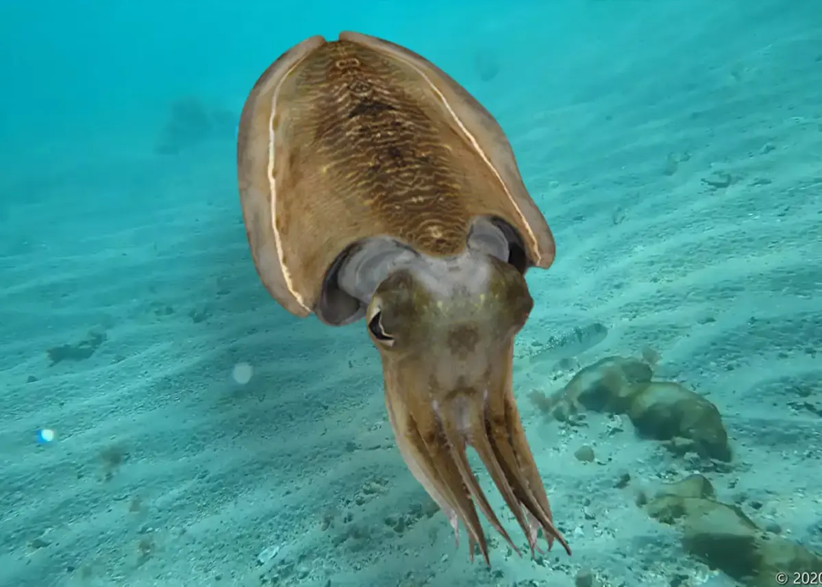Realistic Cuttlefish Animated 3D model