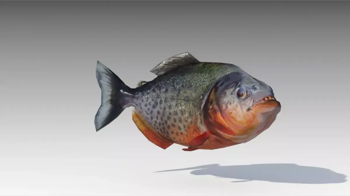 Piranha Animated Low-poly 3D model