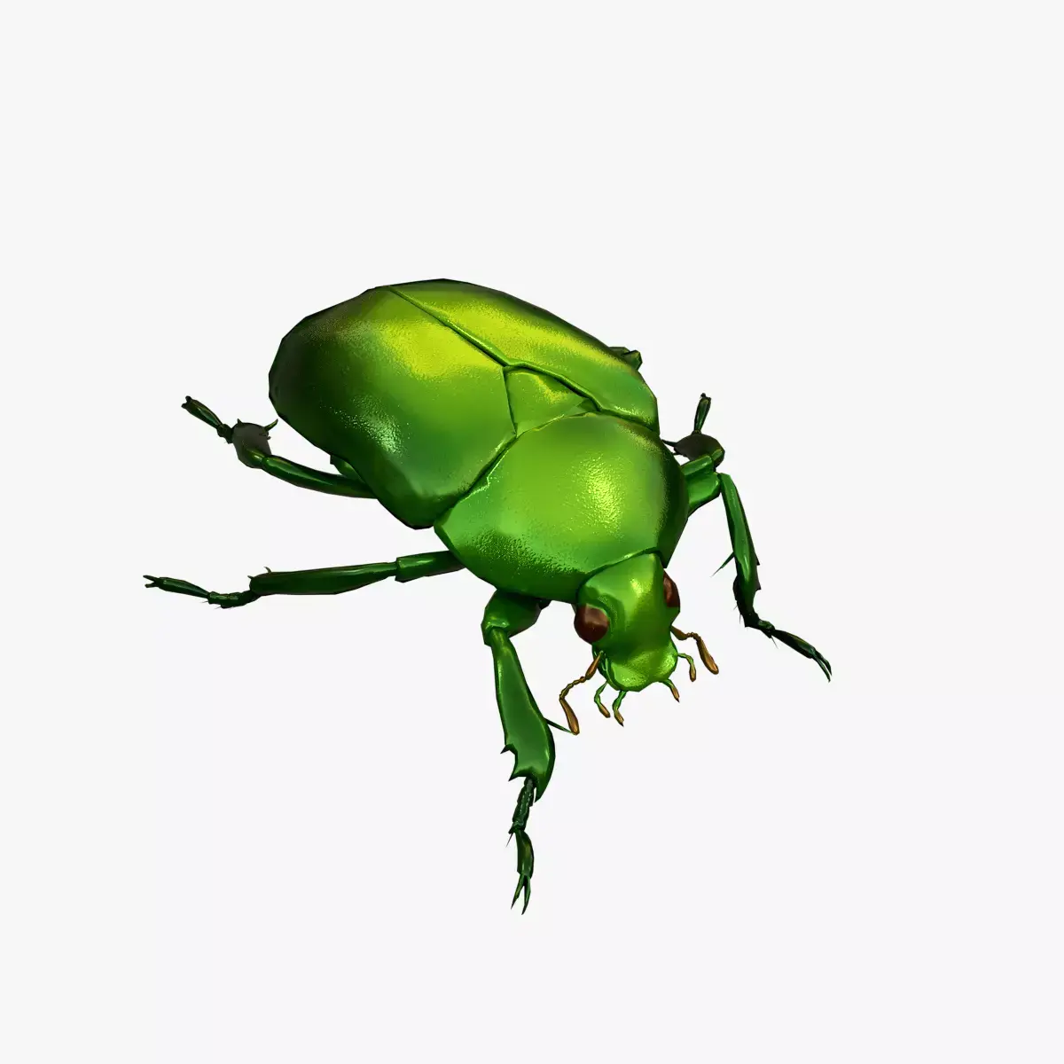 Green Scarab Beetle Green Chafer Mimela splendens gyllenhaal  Low-poly 3D model