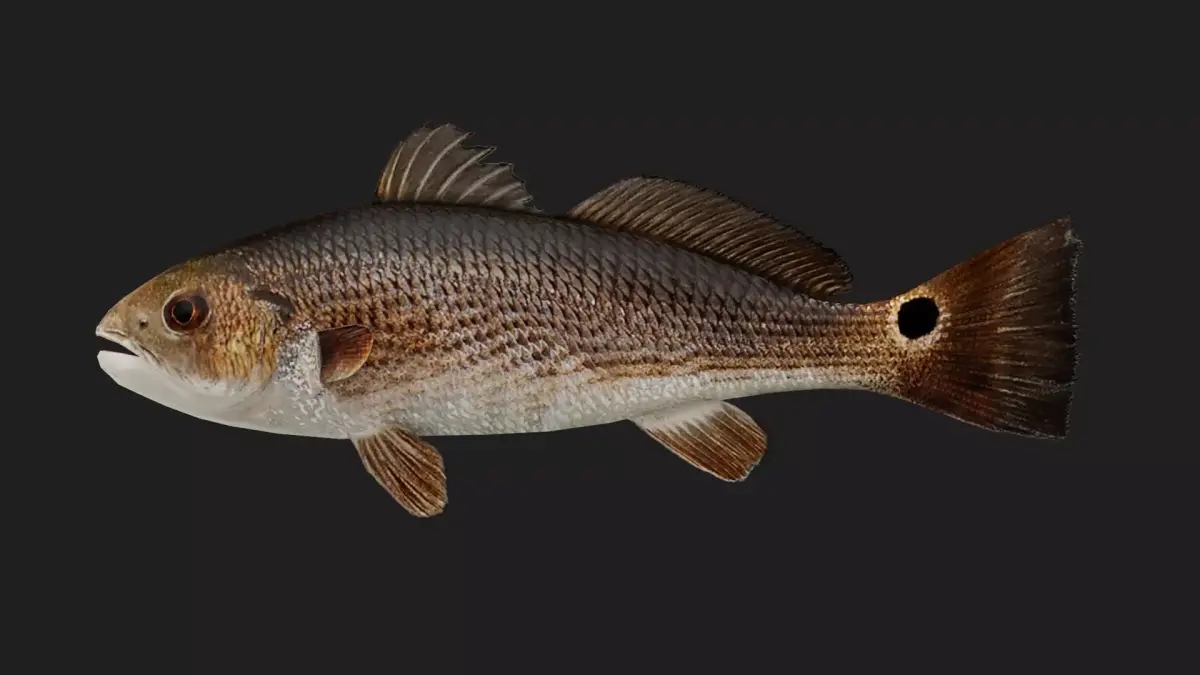 Darter Low-poly 3D model