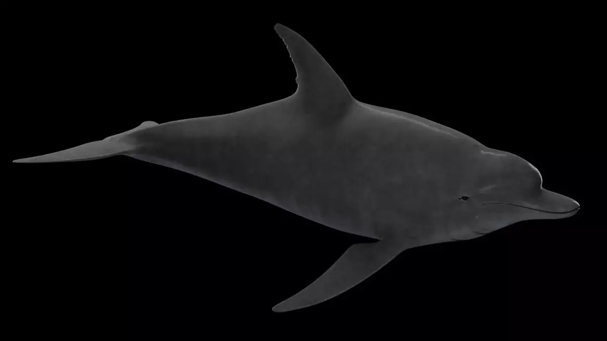 Dolphin Low-poly 3D model 3
