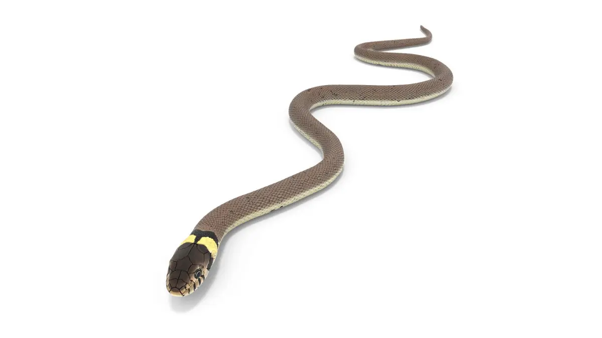 Water Snake Crawling 3D model
