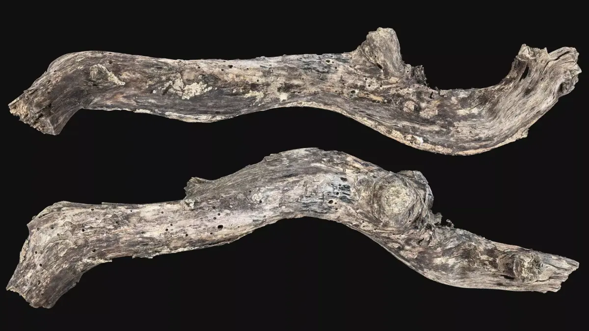 Withered Tree trunk wood 3d scan highpoly 3D model