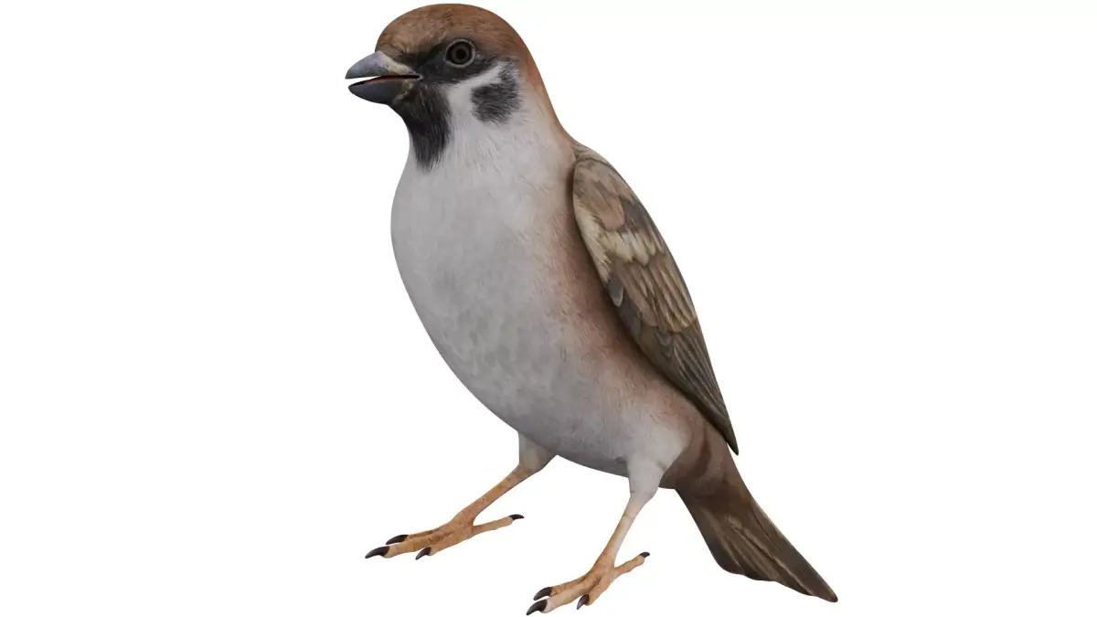 Sparrow 3D model
