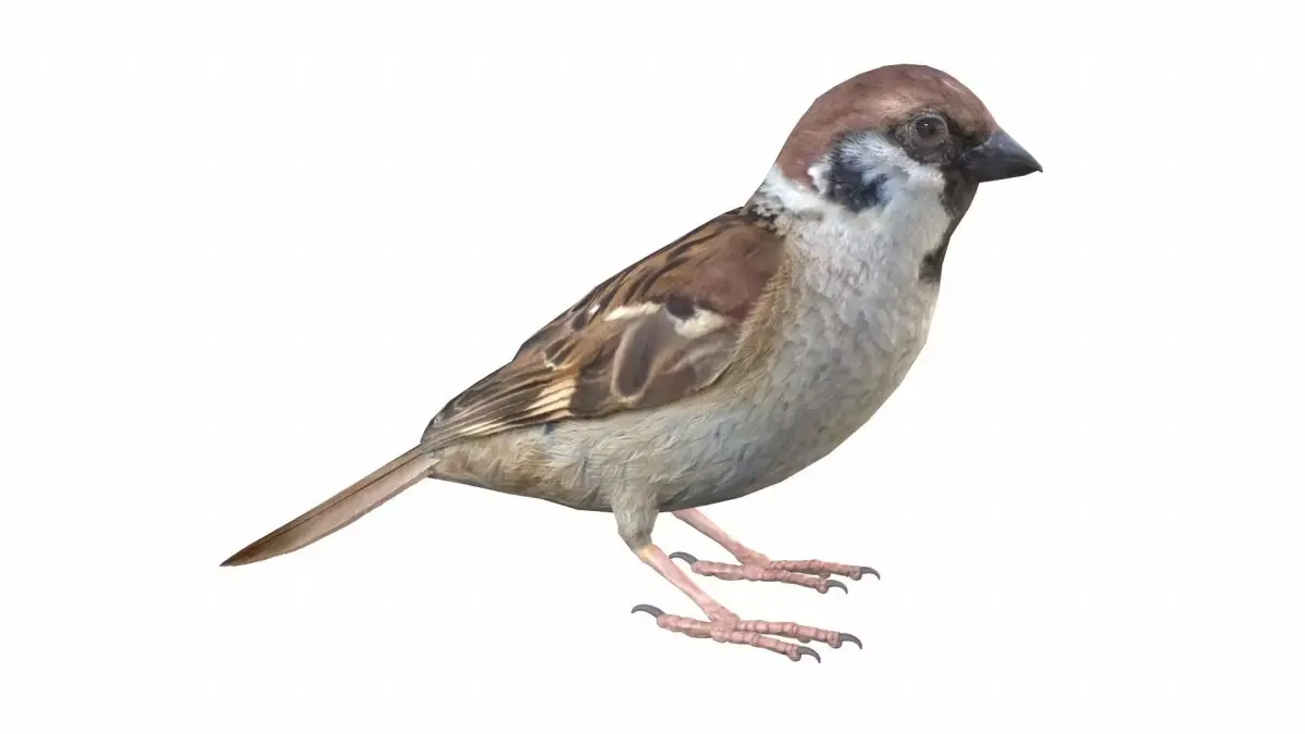 Sparrow Male 3D model