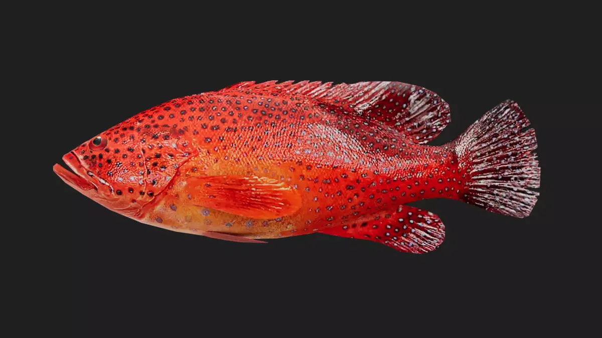 Grouper Low-poly 3D model purchase