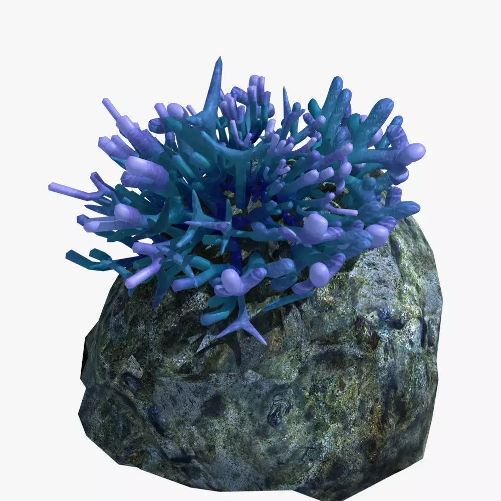 Coral on rock 3D model