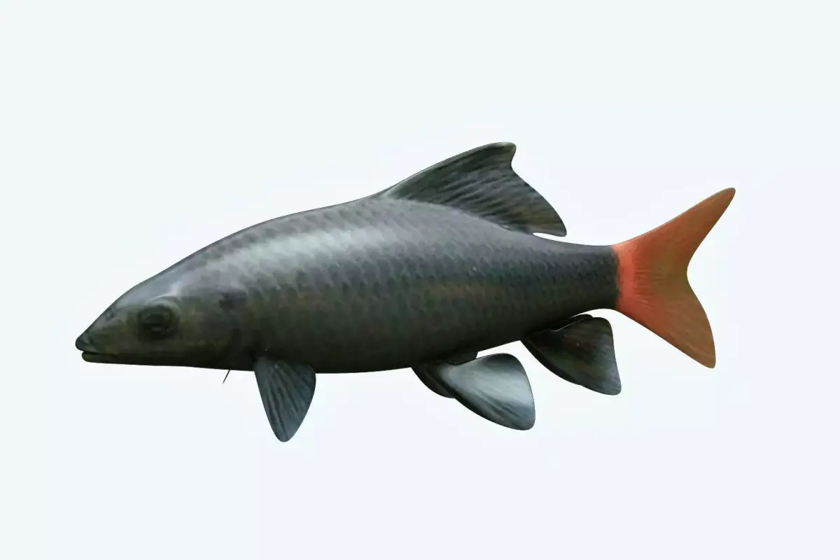 Red Tailed Fish 3D model