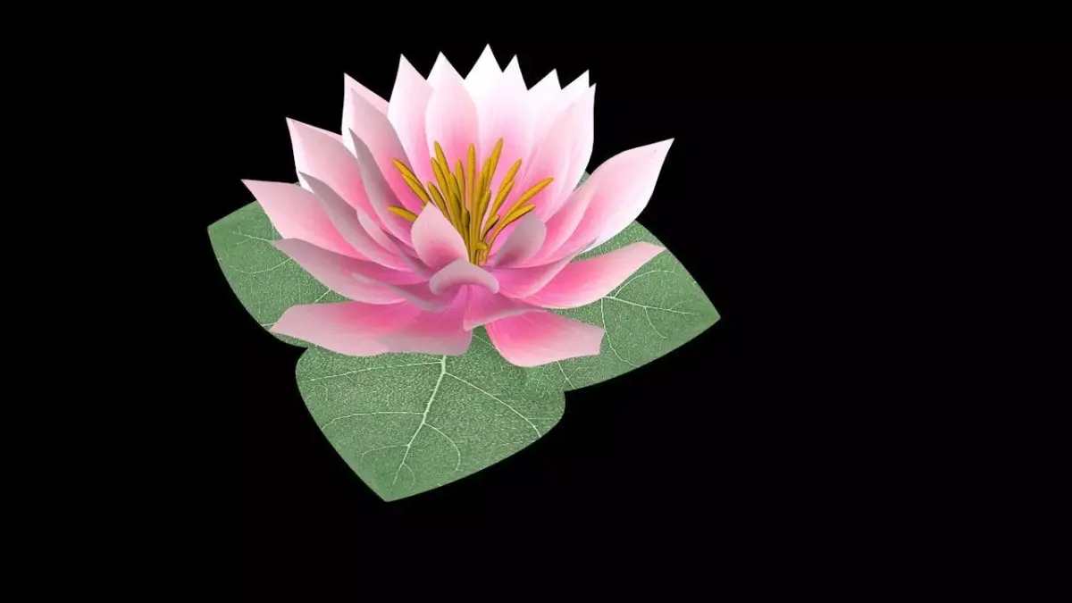 Water Lily Low-poly 3D model purchase
