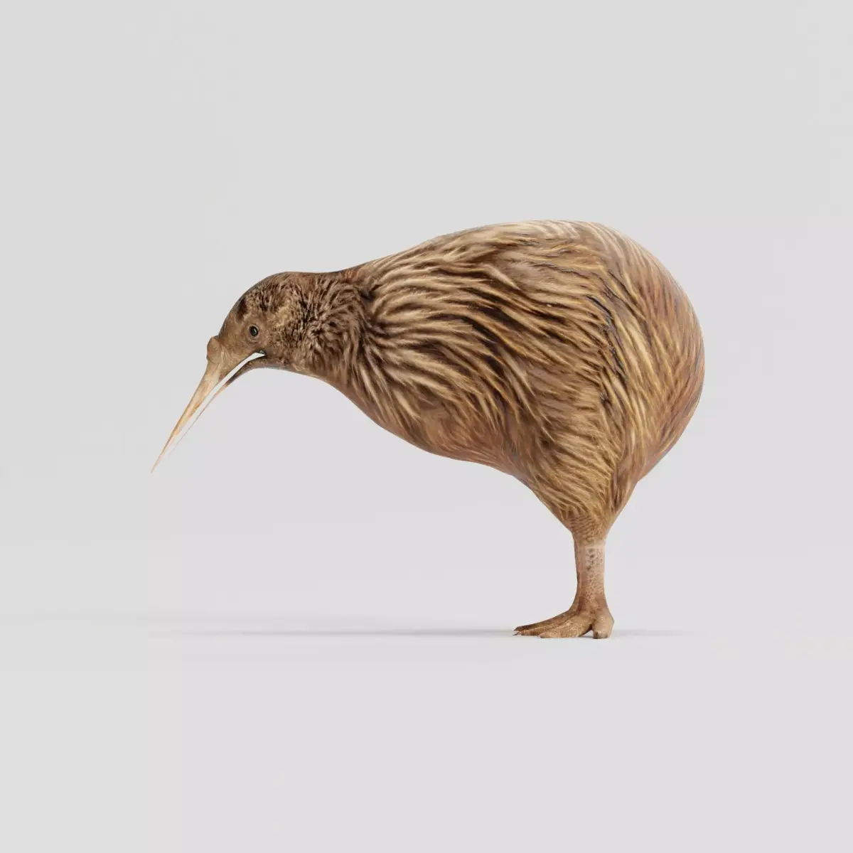 Kiwi Flightless Bird Animal Low-poly 3D model
