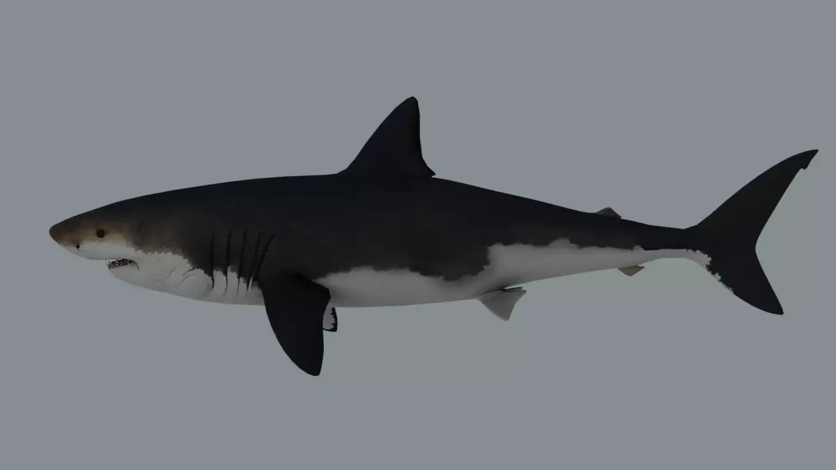 Megalodon Shark Low-poly 3D model
