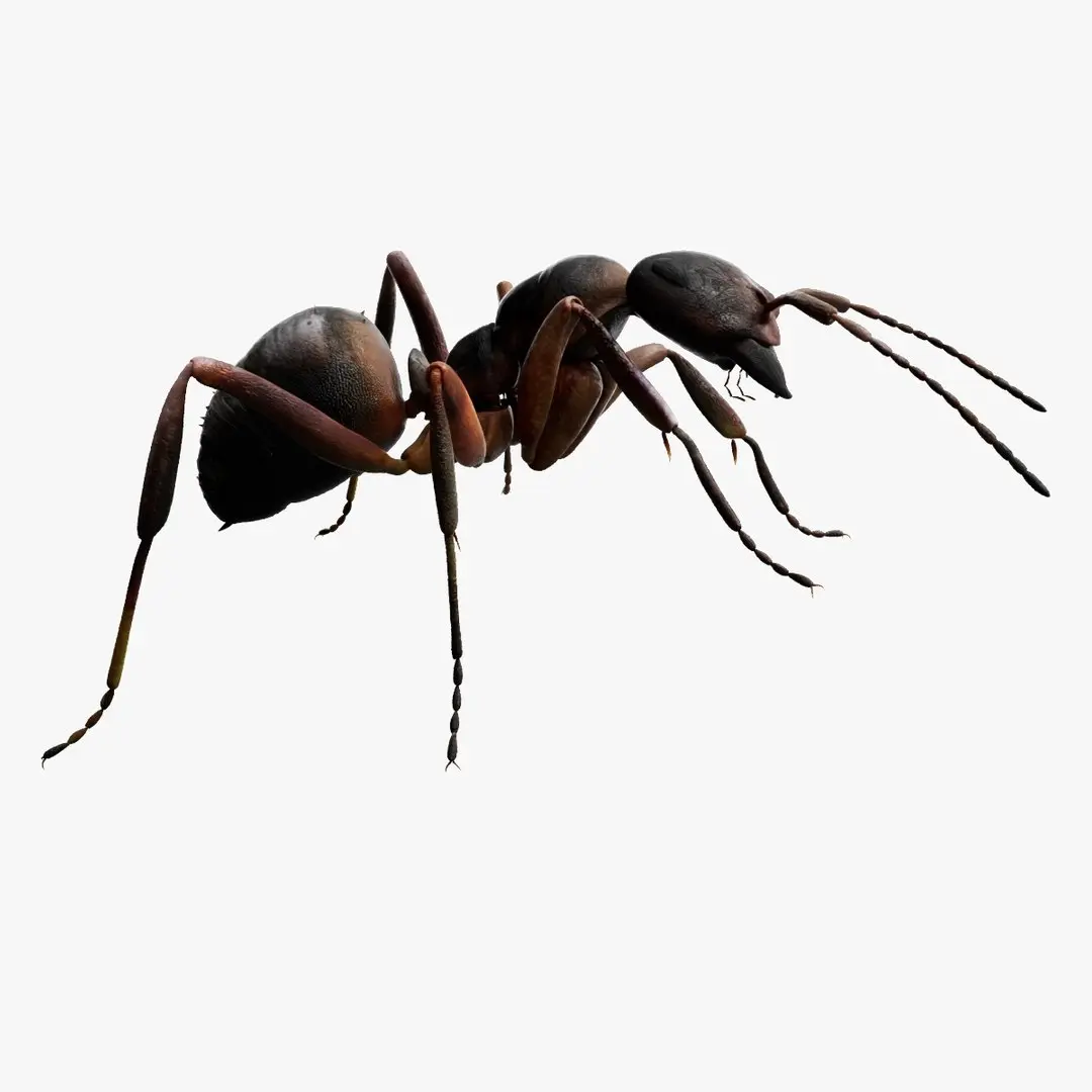 red Ant Bug 3D 3D model