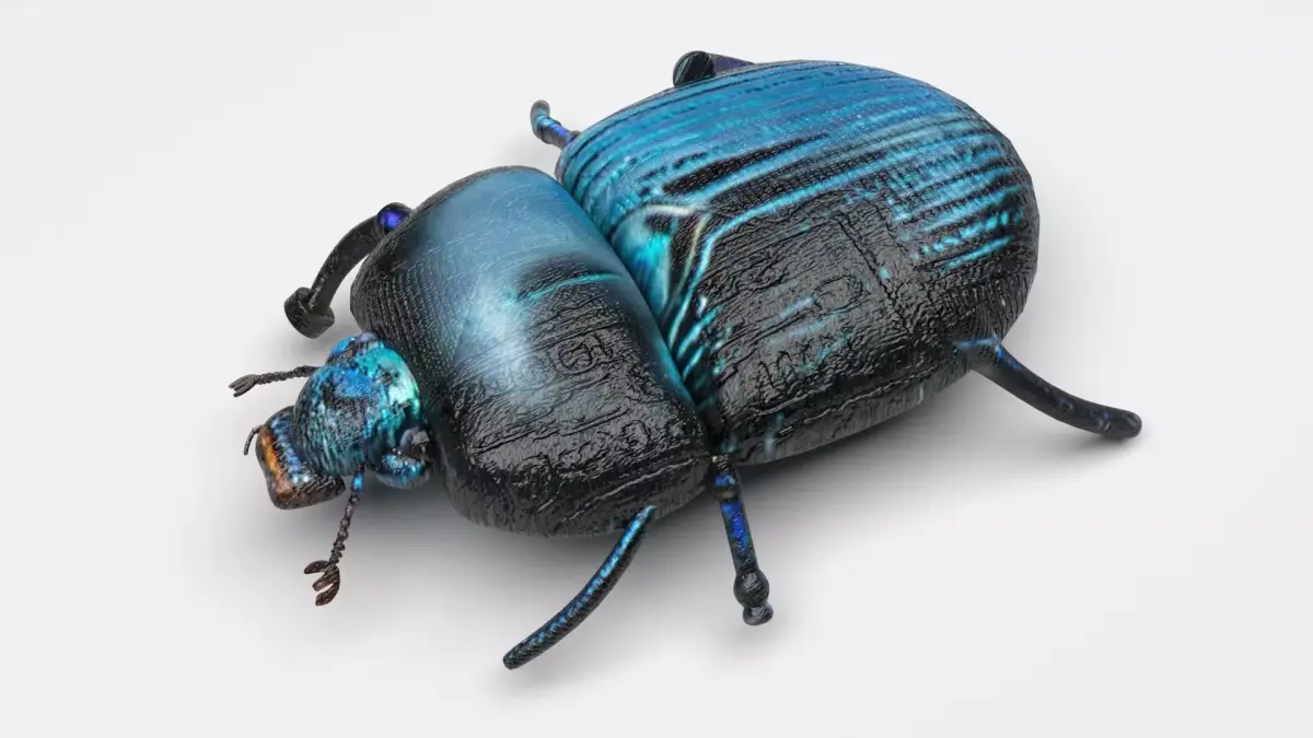 Beetle 3D model purchase
