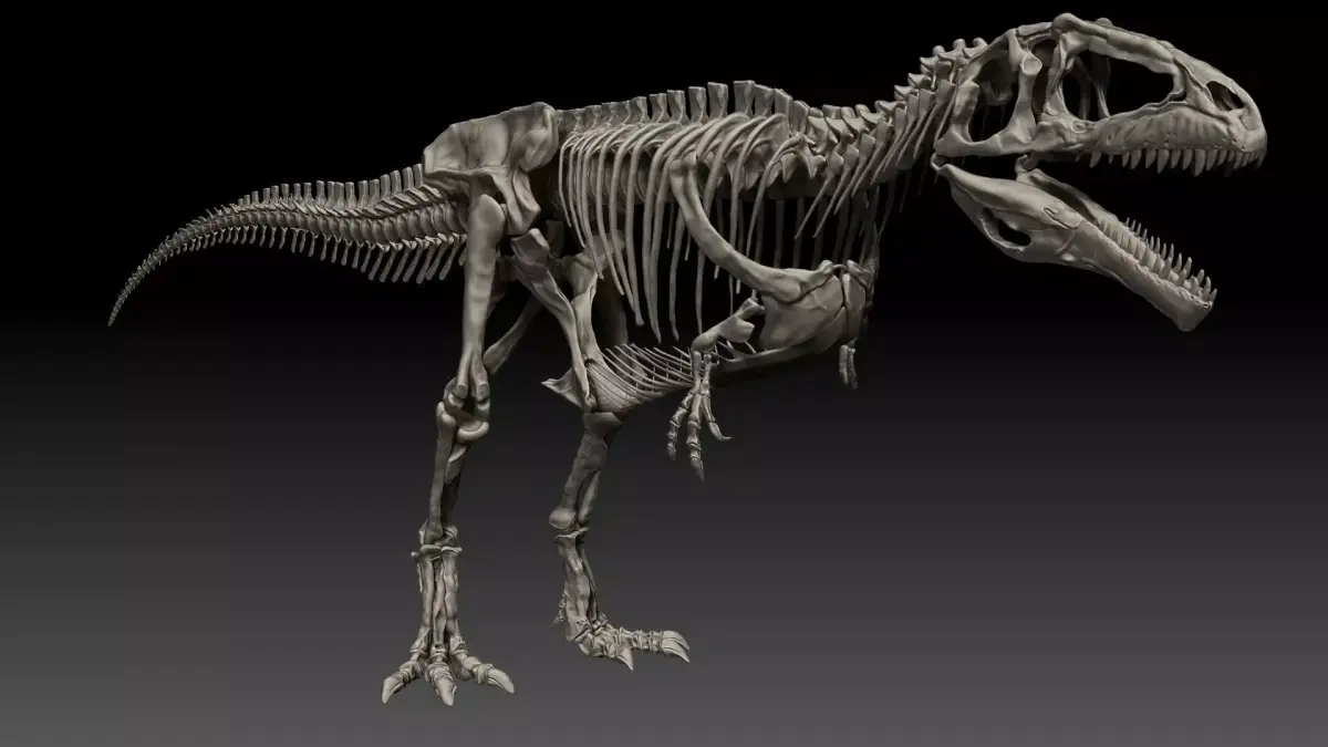 Dinosaur Giganotosaururs Full Skeletons Sculpt Project 3D model