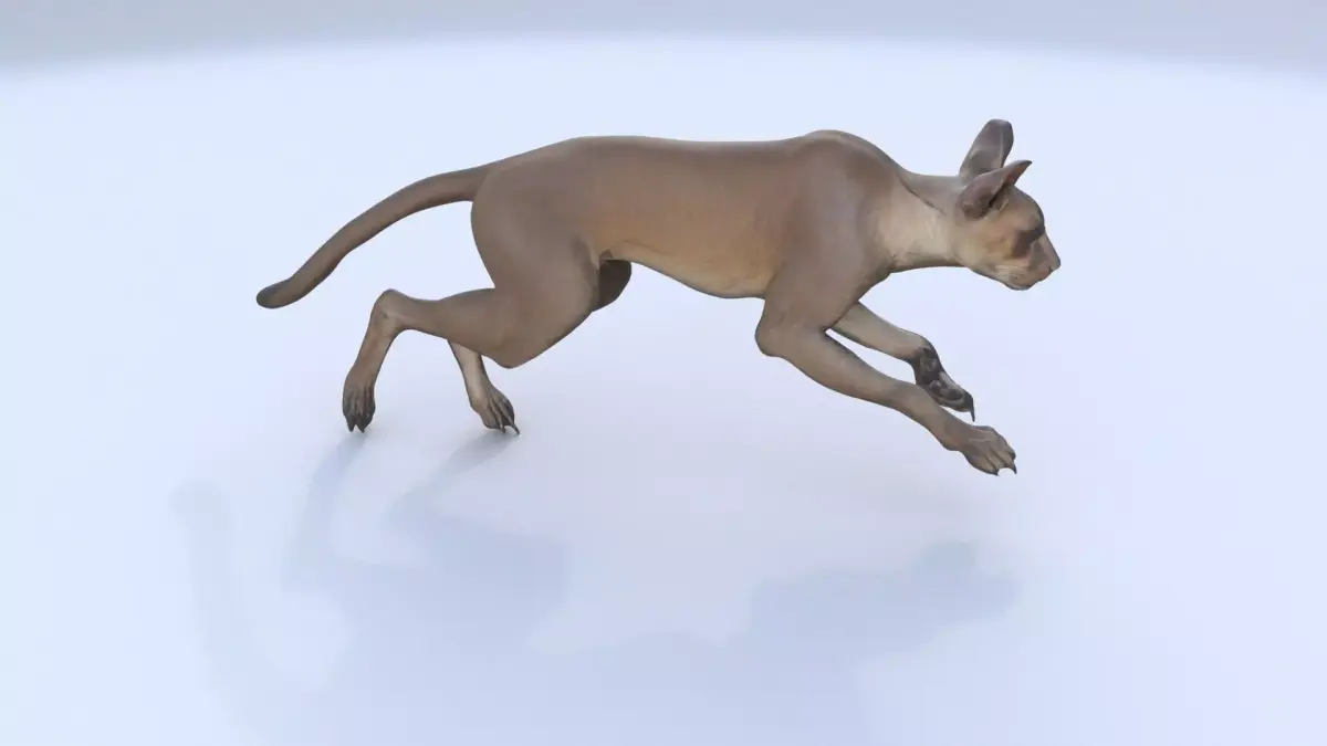 Fossa 3D model