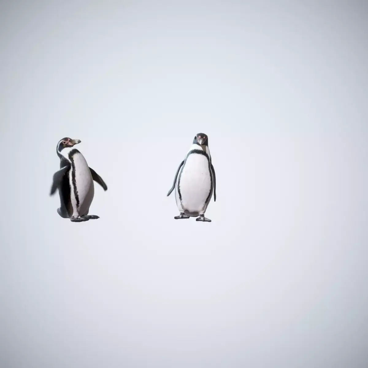 Happy Penguins - Animated 3D model