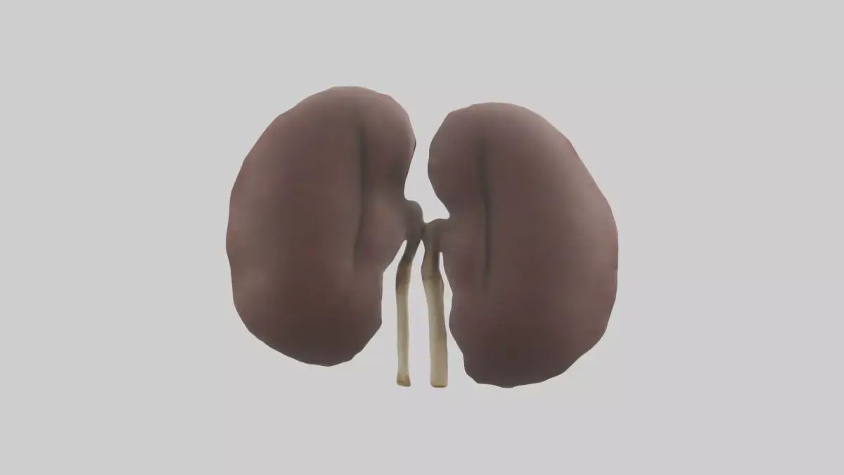 Elephant Kidneys Low-poly 3D model