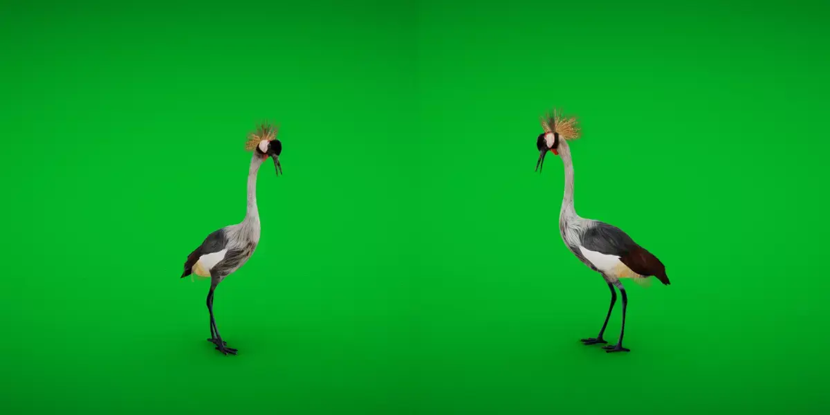 African Grey Crested Crane Bird Low-poly 3D model