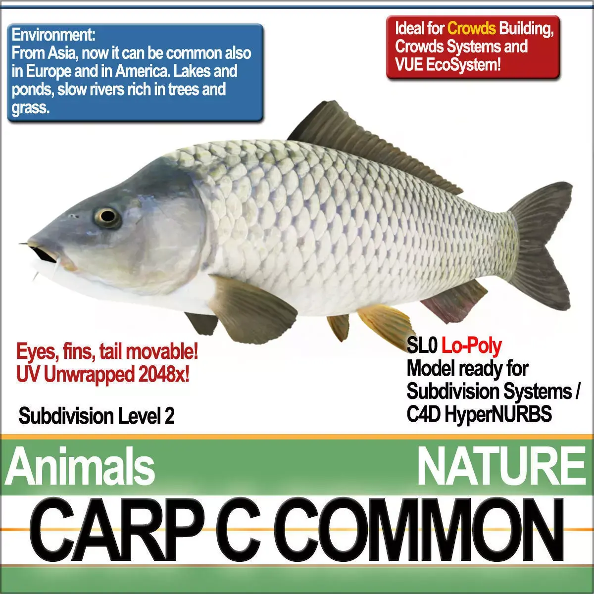 Carp C Common 3D model