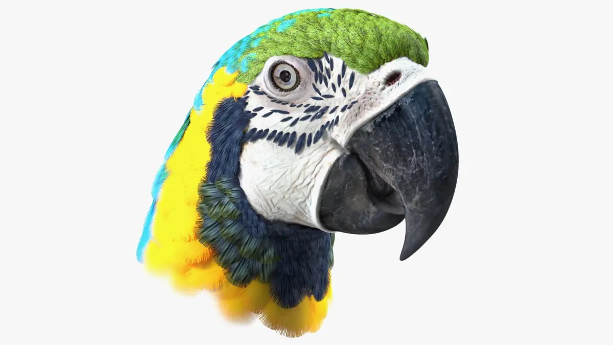 Blue and Yellow Macaw Head 3D model buy