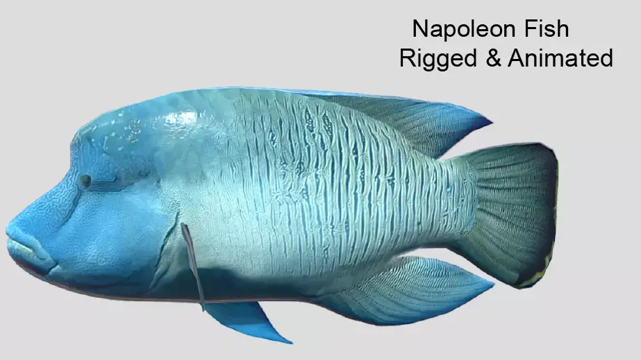 Napoleon Fish  Low-poly 3D model