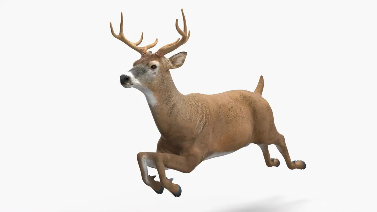 Whitetail Deer Running Pose 3D model