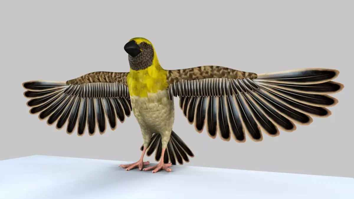 Baya Weaver 3D model