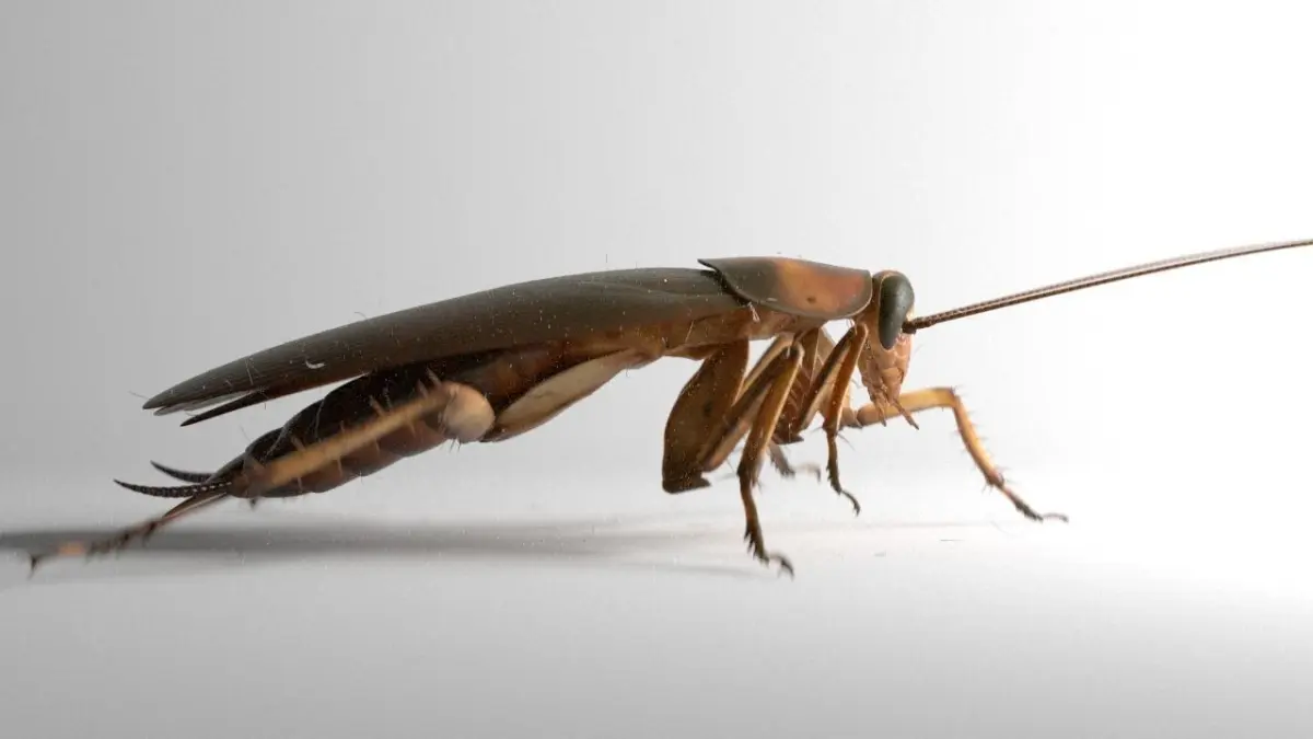 Cockroach rigged and animated for Cinema 4d 3D model